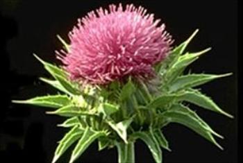 تاثیر درمانی عصاره گیاه ماریتیغال بر چربی خون